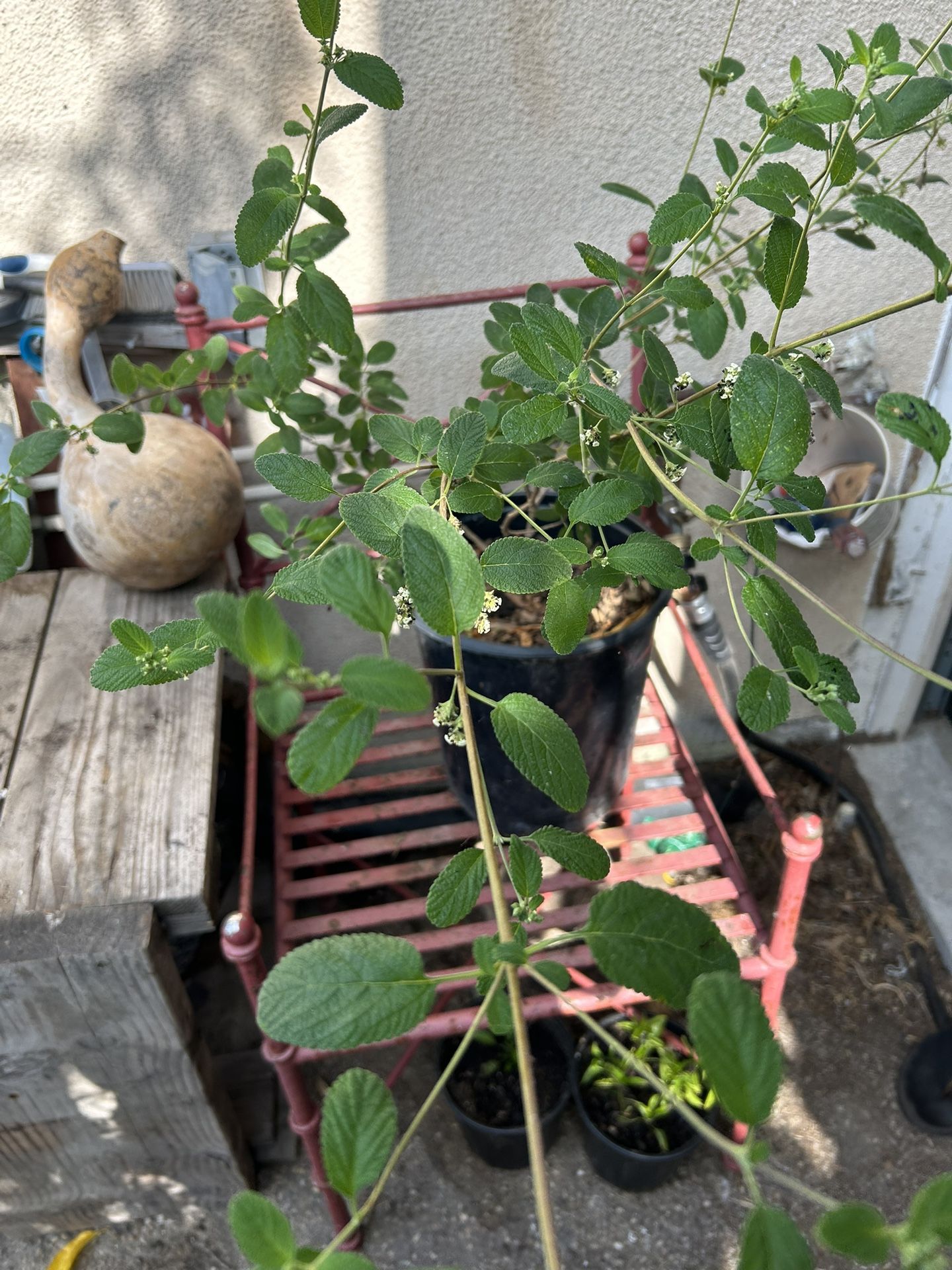 Mexican Oregano Plant 🪴