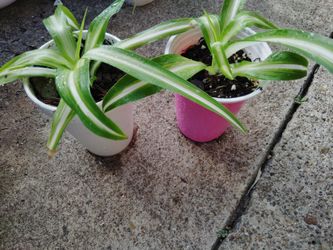 plantas $2 cada una