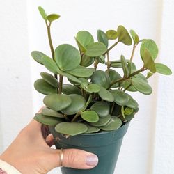 Pepperomia Hope Plant 4" Pot - Indoor House Plants