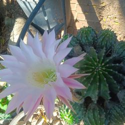 Cactus