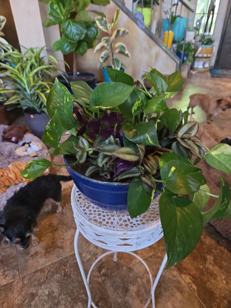 Live Pothos In 10in Ceramic Pot With Wandering Jew