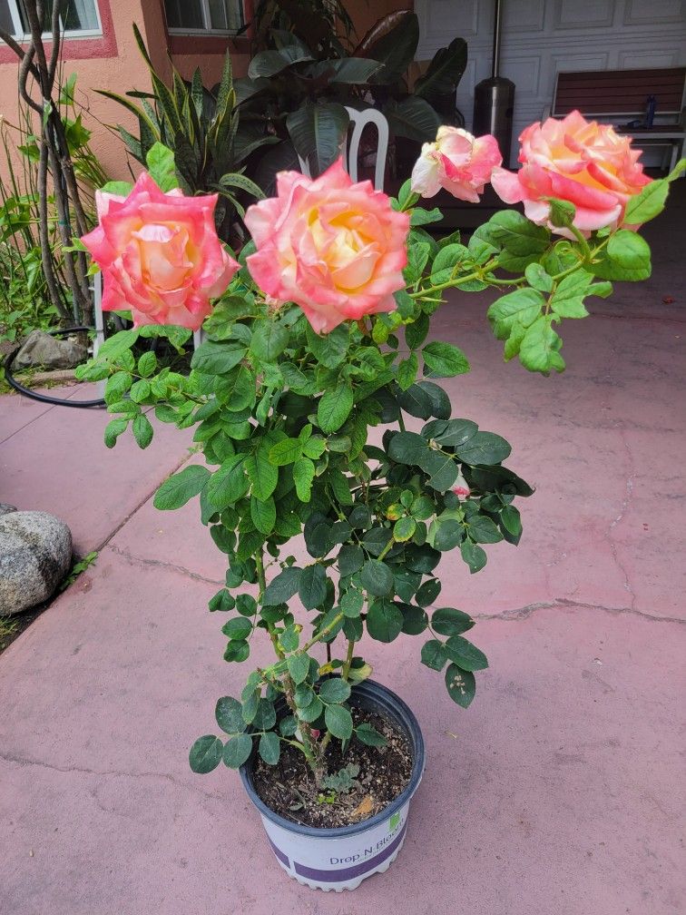 Beautiful Rose Plant Over 3ft Tall