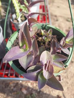 Tradescantia  Pallida "Pale Puma "