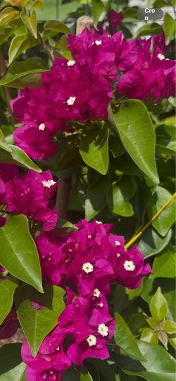 Bougainvillea ‘Barbara Karst’ Live Plant – Red, Evergreen, Full Sun