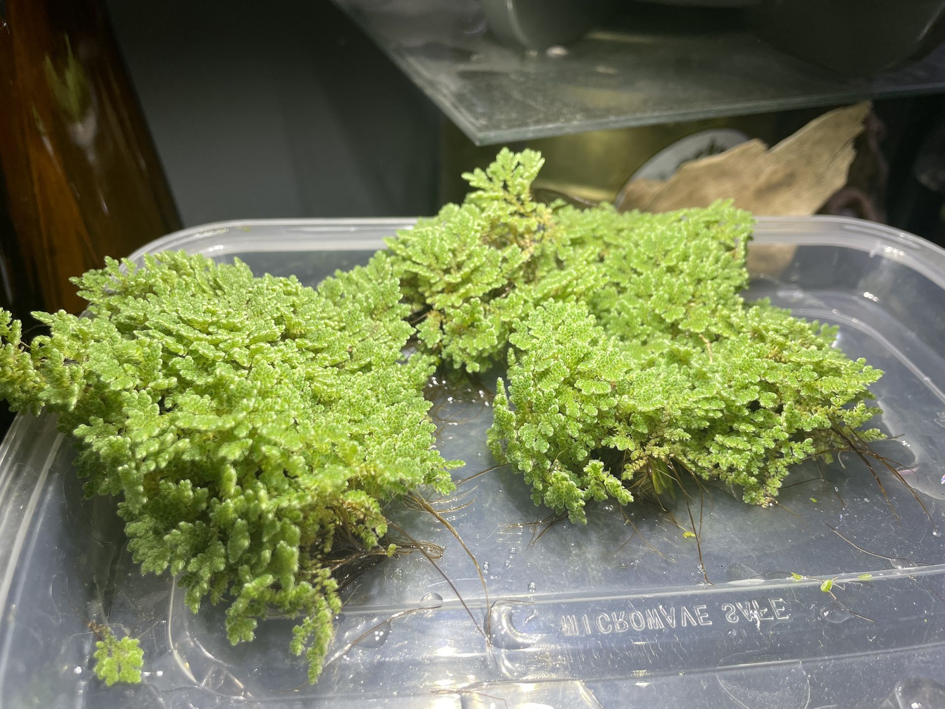 Azola (fairy Moss) Aquarium Or Terrarium Plant