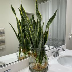 Snake Plant Water Grown In Large Elegant Glass Vase for Sale in Ontario, CA  - OfferUp