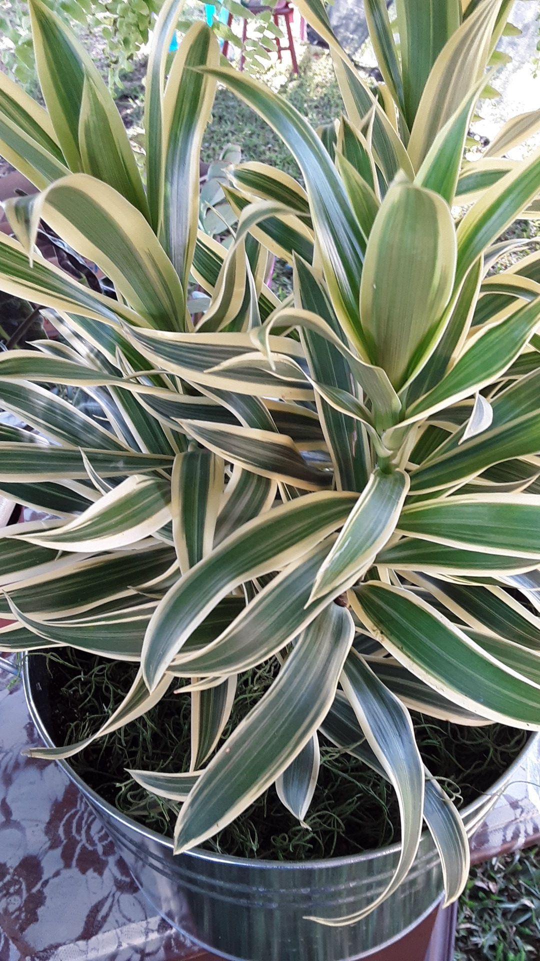 12" pot with indoor plant