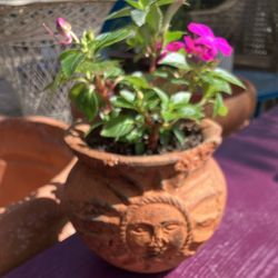 Impatient Plants In Aged Terracotta Pot
