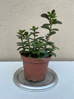 Adorable 9” Cute Jade Plant 🪴