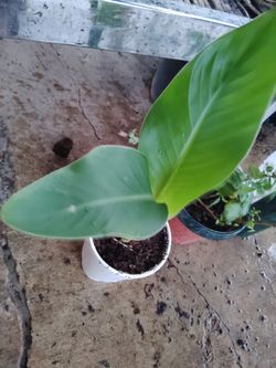 Coyol Rosa fiusha $5