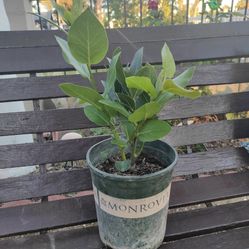 Laurel Plant