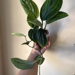 Monstera Peru Plant