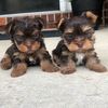 Yorkie House