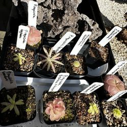 Pinguicula Butterworts Varieties Indoor 10 Options- By Request