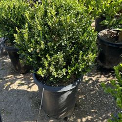 Boxwood Globes