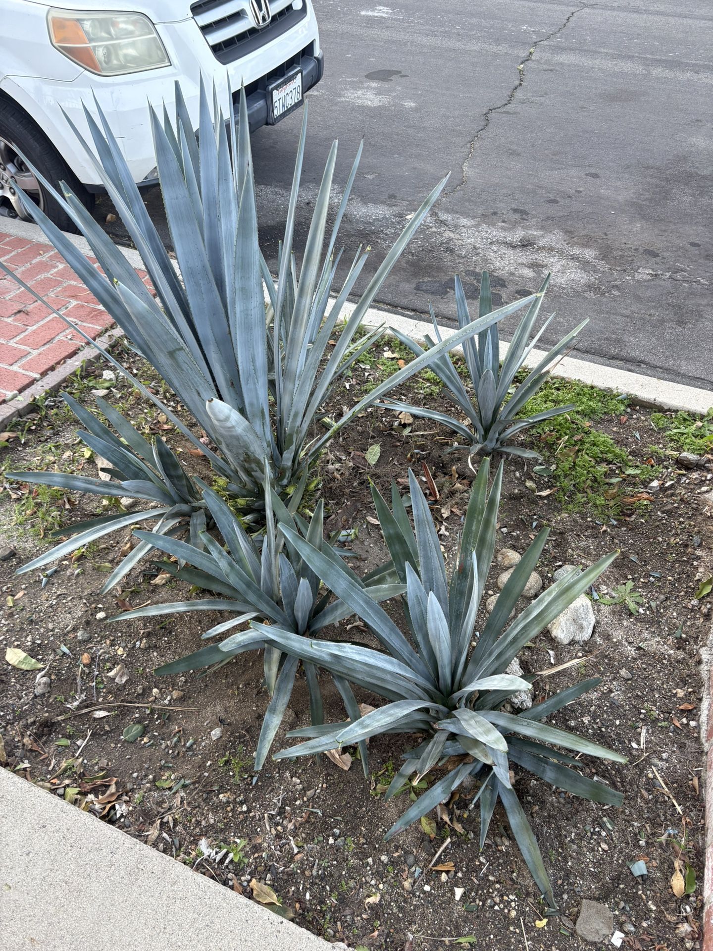 FREE/GRATIS: Blue Agave Maguey Plants