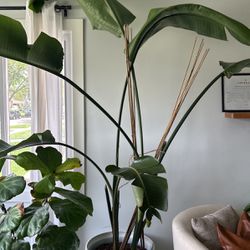 Bird Of Paradise Plant (Real)