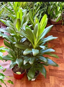 ♥️Gorgeous Green Ti Plant is a natural stress reliever🙏PLS READ DESCRIPTION