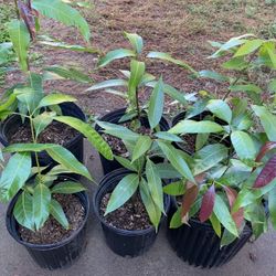 Mongo Plants    $15-$20