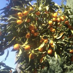 Small Oranges The Season Is Now