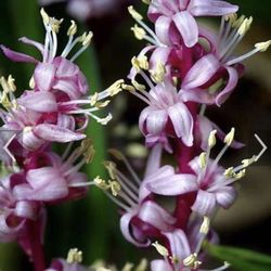 Rare  Reineckea Carnea/Chinese Lucky Grass Plant