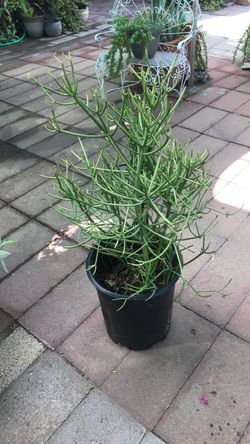 Firestick plant