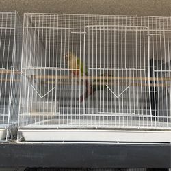 Green cheeks cage 