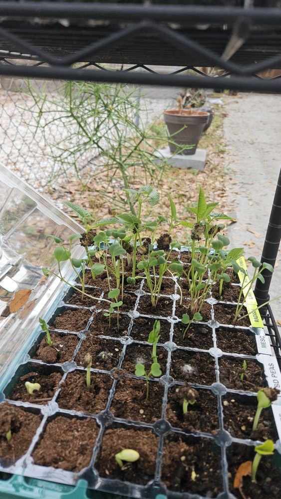 Plant Starters Transplants