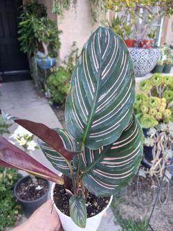 Calathea Ornata "Pin-stripe " Plant $18