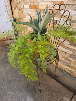 2 plants in small planter