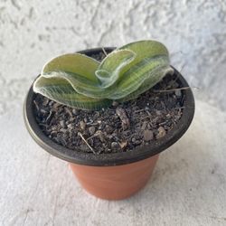 3 Inch Pot Succulent Plant - Tradescantia Sillamontana - White Velvet Wandering Dude - Rooted & Established Plant - Drought Resistant 🪴