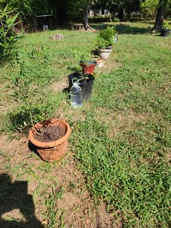 Chase Tree Aka VITEX TREES 