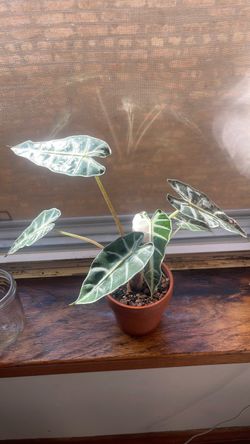 Alocasia variegated