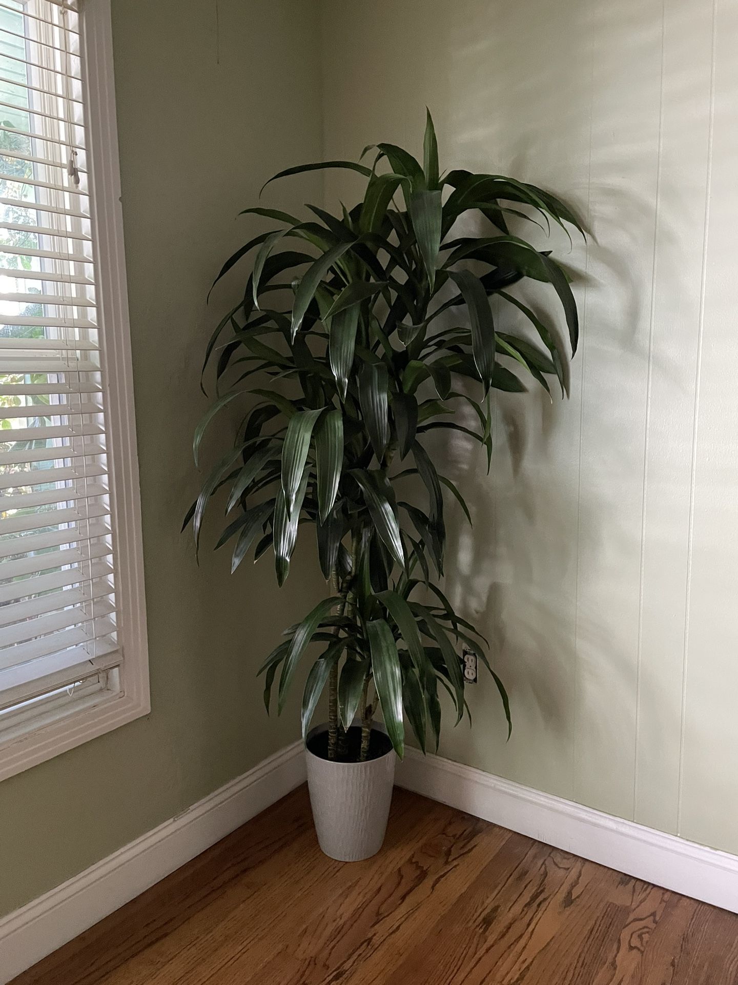 ~5.5ft Dracena Lisa (Dracaena Janet Craig); 3 plants in the pot, Gray Cover pot not included; 95820