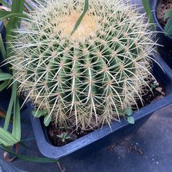 Golden Barrel Cactus