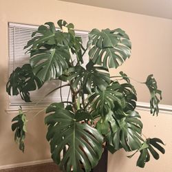 Large Monstera