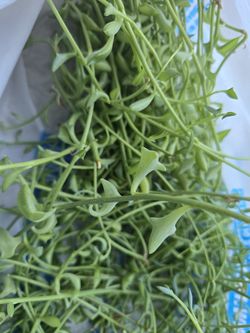 String Of Dolphins Clippings