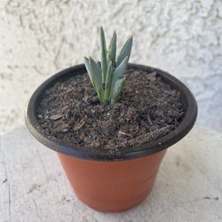3 Inch Pot Succulent Plant - Senecio Kleiniiformis - Spear Head - Rooted & Established - Drought Resistant 🪴