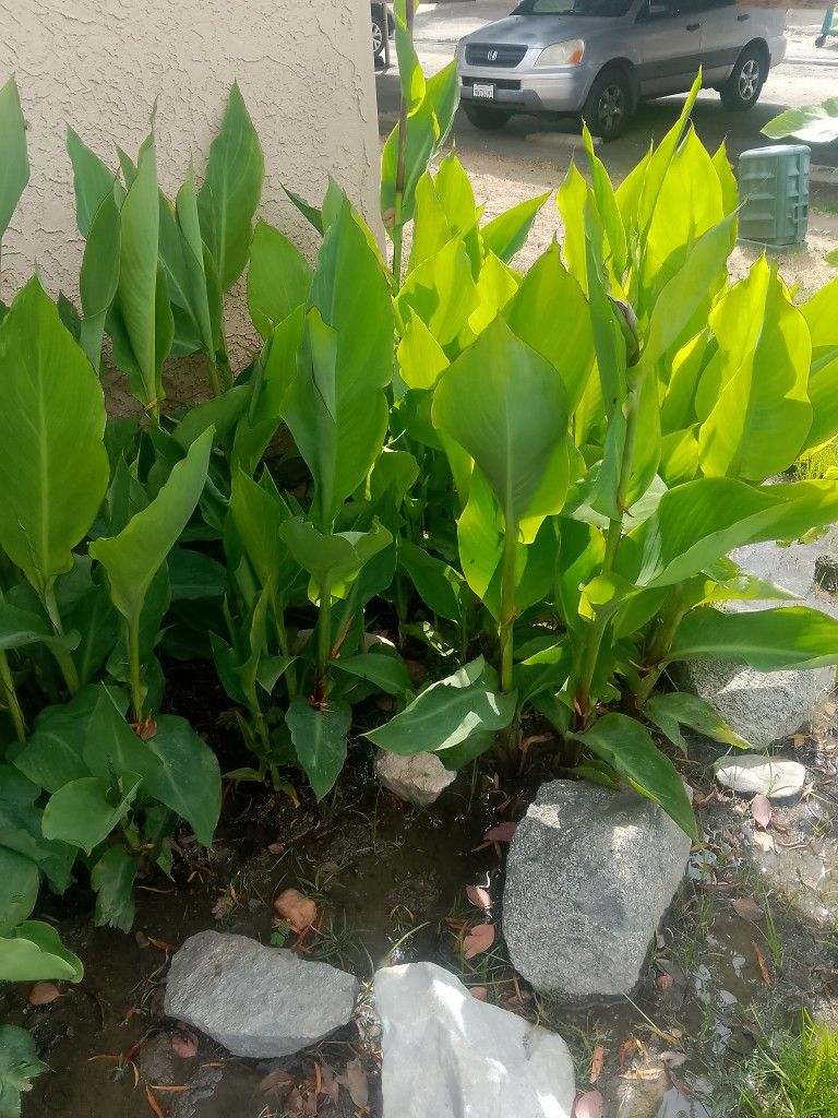 Plants