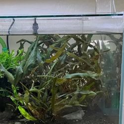 Free Aquarium Plants 