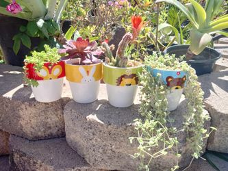 Mini Plants