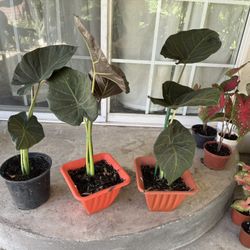 Elephant Ear 20$ Each