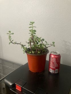 Elephant bush suculent plant