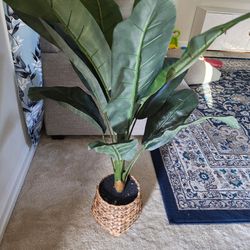 Fake Banana Plant