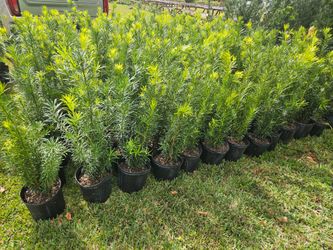 podocarpus Instant Privacy Hedge For Fence Green Full Ready