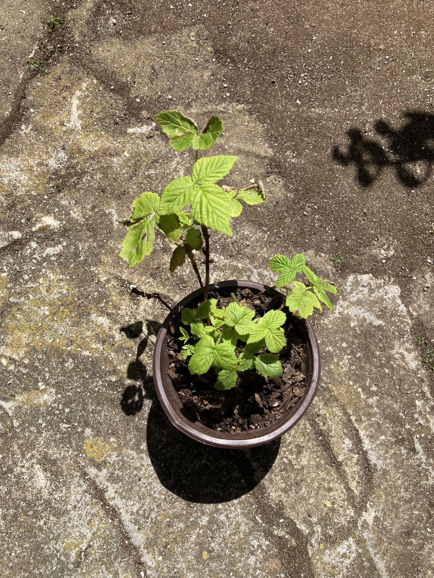 Raspberry Plant