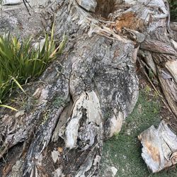 Free palm tree trunks great for DIY projects