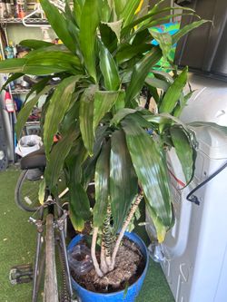 Plant