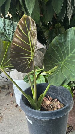 Alocasia plant