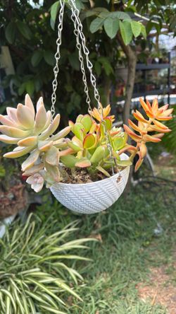 Mother’s Day beautiful hanging succulents